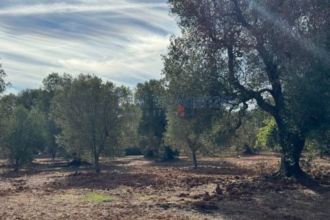 Helårsgrund i Carovigno, Brindisi, Carovigno - € 68.000 | Ref: 122778 - foto 5